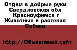 Отдам в добрые руки - Свердловская обл., Красноуфимск г. Животные и растения » Собаки   